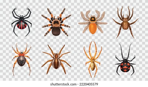 Realistic spiders transparent icon set with different types of spiders harmless and toxic vector illustration