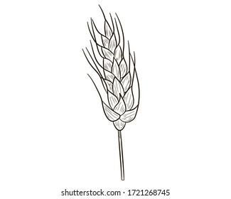 Realistic spikelet of wheat icon in isolate on a white background .Vector illustration.