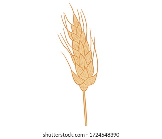 Realistic spikelet of wheat icon in isolate on a white background .Vector illustration.