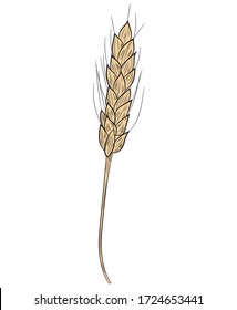 Realistic spikelet of wheat icon in isolate on a white background .Vector illustration.