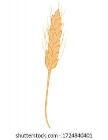 Espigón realista del icono del trigo aislado en un fondo blanco .Ilustración vectorial.