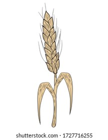 Realistic spikelet of wheat with leaves in isolate on a white background. Cereal crop, agriculture or bakery theme. Color and black and white. Vector illustration.