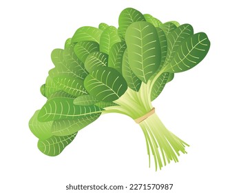 Realistic spinach copy space vector illustration. Spinach vegetable vector isolated. Bunch of fresh spinach close up. Green raw spinach leaves isolated on white background. Vector illustration
