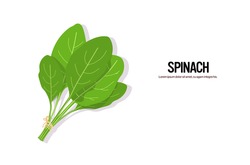 Realistický špenát Chutné čerstvé Byliny Zelené Listy Zdravé Potraviny Koncepce Horizontální Kopie Prostor Vektor Ilustrace
