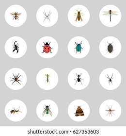 Realistic Spinner, Butterfly, Ant And Other Vector Elements. Set Of Bug Realistic Symbols Also Includes Fly, Tarantula, Damselfly Objects.