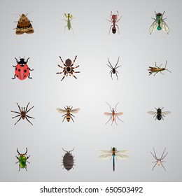 Realistic Spinner, Damselfly, Tarantula And Other Vector Elements. Set Of Insect Realistic Symbols Also Includes Ladybug, Moth, Housefly Objects.