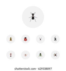 Realistic Spinner, Gnat, Ant And Other Vector Elements. Set Of Hexapod Realistic Symbols Also Includes Jewel, Emmet, Arachnid Objects.