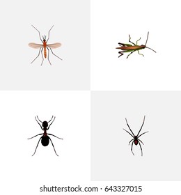 Realistic Spinner, Gnat, Locust And Other Vector Elements. Set Of Bug Realistic Symbols Also Includes Ant, Emmet, Bug Objects.