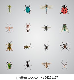 Realistic Spinner, Gnat, Midge And Other Vector Elements. Set Of Animal Realistic Symbols Also Includes Green, Fly, Dragonfly Objects.