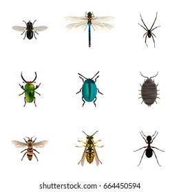 Realistic Spinner, Insect, Dor And Other Vector Elements. Set Of Insect Realistic Symbols Also Includes Gnat, Insect, Pismire Objects.