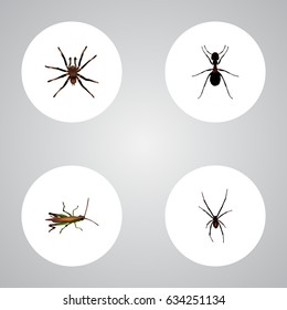 Realistic Spinner, Locust, Ant And Other Vector Elements. Set Of Animal Realistic Symbols Also Includes Locust, Spider, Emmet Objects.
