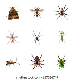 Realistic Spinner, Locust, Arachnid And Other Vector Elements. Set Of Bug Realistic Symbols Also Includes Tarantula, Beetle, Wasp Objects.
