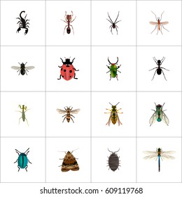 Realistic Spinner, Midge, Ladybird And Other Vector Elements. Set Of Bug Realistic Symbols Also Includes Fly, Wisp, Ant Objects.
