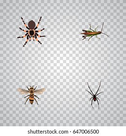 Realistic Spinner, Tarantula, Locust And Other Vector Elements. Set Of Insect Realistic Symbols Also Includes Spinner, Wasp, Spider Objects.