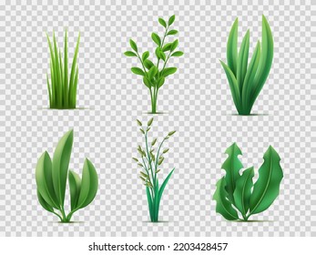 Realistic spring grass. Green meadows plants and herbs, lawn grass, broad leaves, gardening lifestyle, natural vegetation, 3d isolated on transparent background decor objects utter vector set