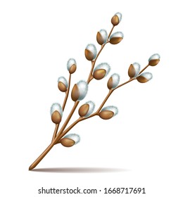 Realistic Spring twigs easter blossom pussy willow tree, vector illustration isolated on a white background.