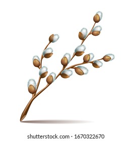 Realistic Spring twigs easter blossom pussy willow tree, vector illustration isolated on a white background.