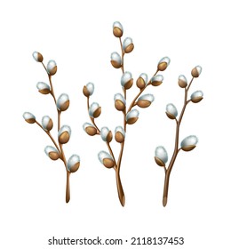 Realistic Spring twigs easter blossom pussy willow tree, vector illustration isolated on a white background.