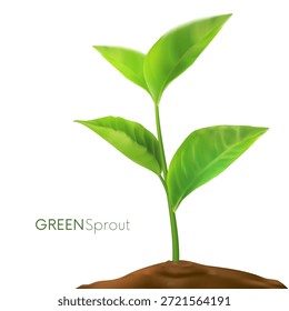 Brotes realistas 3D. Fases planta de crecimiento. Concepto de evolución. Las semillas brotan en el suelo. Brotes, plantas, árboles que crecen iconos de la agricultura. Vector aislado sobre fondo blanco.