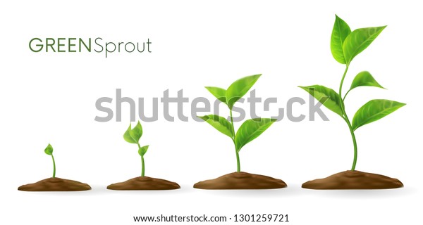 3d Phasesのリアルな芽が出る植物の成長 進化のコンセプト 種が地面に芽生える 芽やし 植物 木の栽培農業アイコン 白い背景にベクターイラスト のベクター画像素材 ロイヤリティフリー