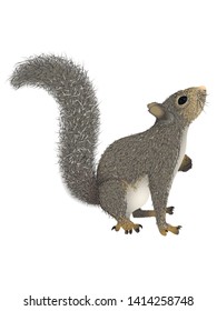 Realistic squirrel with a fluffy tail that looks up. Vector illustration, isolated, white background.