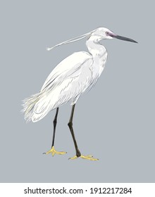 Realistic standing egret illustration in vector art