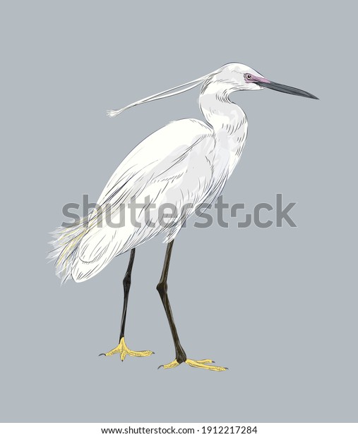 Realistic Standing Egret Illustration Vector Art Stock Vector (royalty 