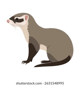 Realistic Standing Weasel Vector Illustration on White Background (Side Profile)