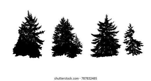 A realistic stencil of Christmas trees. Vegetable decor of the natural landscape .Vector illustration.
