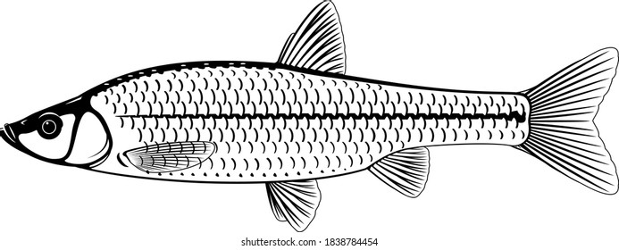 Realistic stone moroko fish in black and white isolated illustration, one small freshwater fish on side view