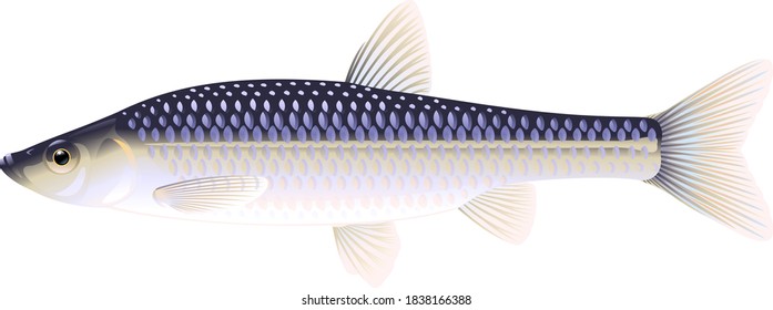 Realistic stone moroko fish isolated illustration, one small freshwater fish on side view