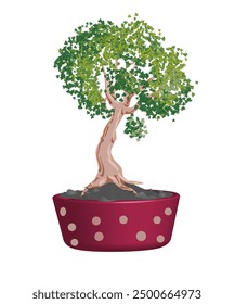 Realistic style bonsai tree in decorative pot. Vector illustration isolated on white.