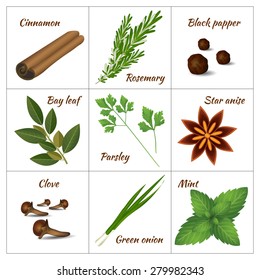 Realistic style vector illustration. Set of different culinary herbs or medicinal, curative aromatic herbs and spices.  Fresh organic vegetarian food isolated on white background