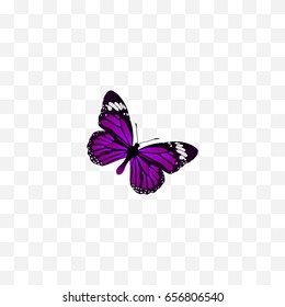 Realistic Summer Insect Element. Vector Illustration Of Realistic Butterfly Isolated On Clean Background. Can Be Used As Butterfly, Purple And Beautiful Symbols.