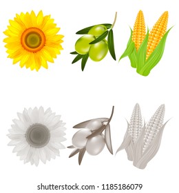 Realistic sunflower, corn and olives. Vector illustration