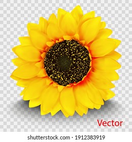Realistic sunflower flower isolated on white background. Vector illustration.