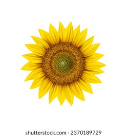 Realistic sunflower head, isolated 3d vector round flower bud with yellow petals and seeds inside close up view. Garden plant, source or vegetable oil. Fresh ripe blossom, natural bloom, symbol of sun svg