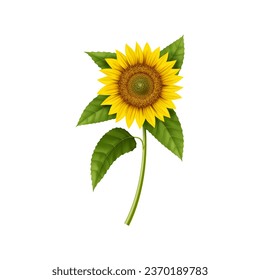 Realistic sunflower, isolated 3d vector bright and bold garden plant, stands tall with vibrant yellow petals radiating warmth and cheer. Symbol of summer and happiness, source of natural vegetable oil svg