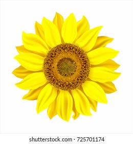 Realistic sunflower isolated on white. Vector illustration.