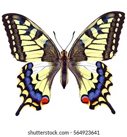 Realistic swallowtail butterfly on a blank background