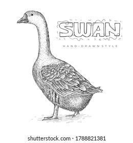 Realistic swan vector, hand drawn animal illustration