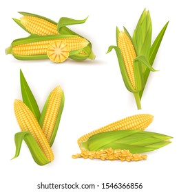 Realistic sweet corn set, vector illustration isolated on white background. Ripe golden corn cobs and grains. Maize harvest, food industry, farming.