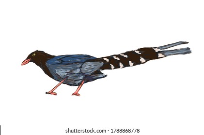 Realistic Taiwan Blue Magpie, wildlife animal, bird in vector illustration