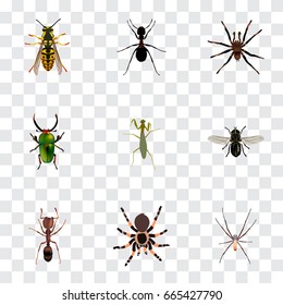 Realistic Tarantula, Arachnid, Bee And Other Vector Elements. Set Of Insect Realistic Symbols Also Includes Beetle, Spider, Tarantula Objects.
