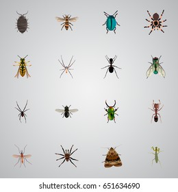 Realistic Tarantula, Arachnid, Spinner And Other Vector Elements. Set Of Bug Realistic Symbols Also Includes Emmet, Mantis, Fly Objects.