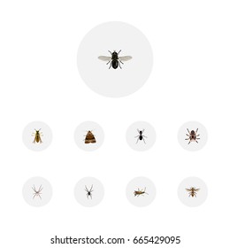 Realistic Tarantula, Bee, Locust And Other Vector Elements. Set Of Bug Realistic Symbols Also Includes Housefly, Spider, Spinner Objects.
