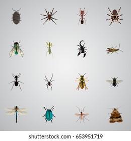 Realistic Tarantula, Dor, Midge And Other Vector Elements. Set Of  Realistic Symbols Also Includes Dor, Wisp, Bug Objects.
