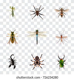 Realistic Tarantula, Insect, Gnat And Other Vector Elements. Set Of Bug Realistic Symbols Also Includes Green, Damselfly, Insect Objects.
