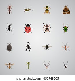 Realistic Tarantula, Insect, Spinner And Other Vector Elements. Set Of  Realistic Symbols Also Includes Ladybug, Gnat, Beetle Objects.