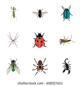 Realistic Tarantula, Ladybird, Housefly And Other Vector Elements. Set Of  Realistic Symbols Also Includes Jewel, Spinner, Fly Objects.